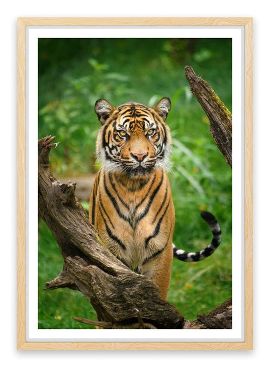 Tiger stare