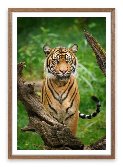 Tiger stare