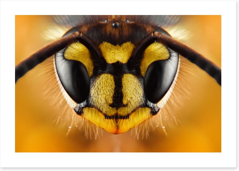 Insects