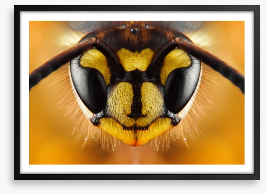 Insects