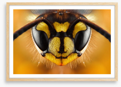 Insects