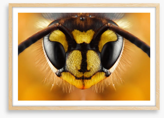 Insects