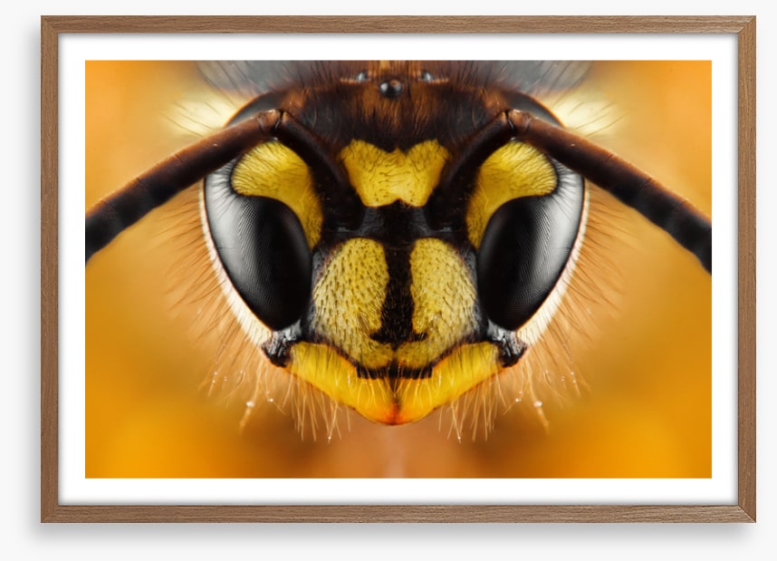 Insects