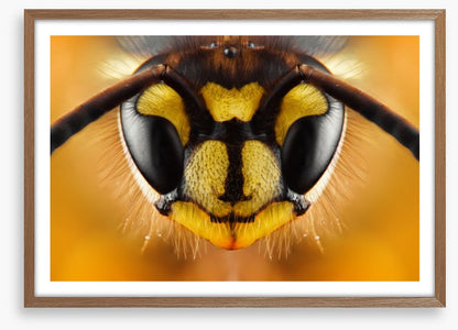 Insects