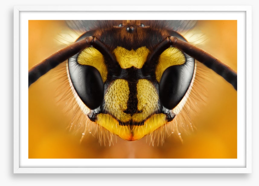 Insects