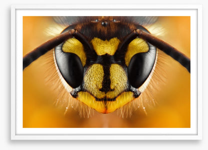 Insects