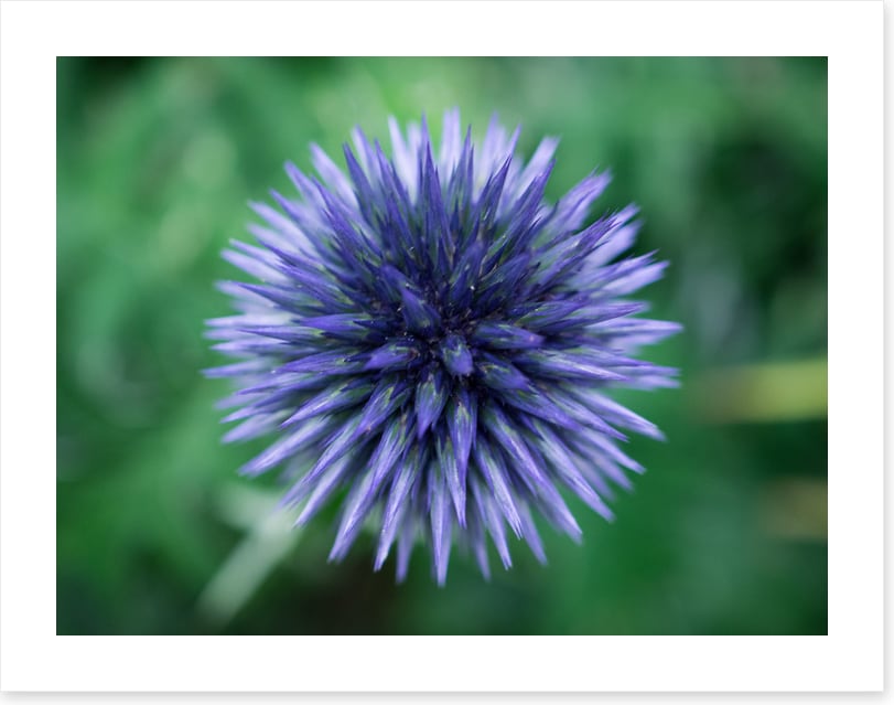 Baffling bloom 3