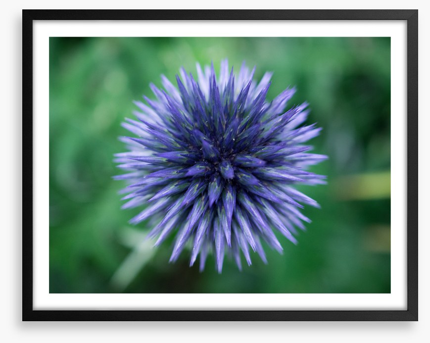 Baffling bloom 3