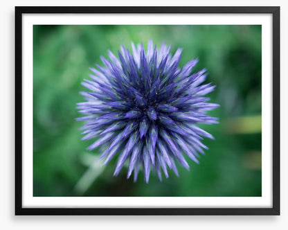Baffling bloom 3