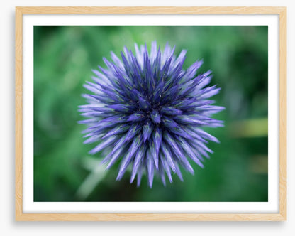 Baffling bloom 3