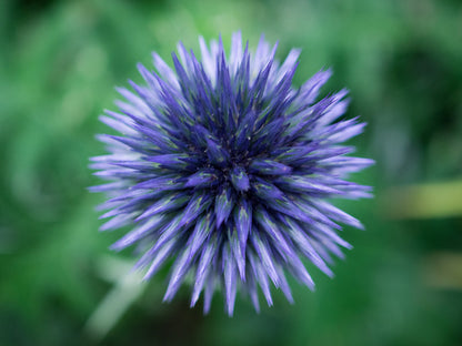 Baffling bloom 3