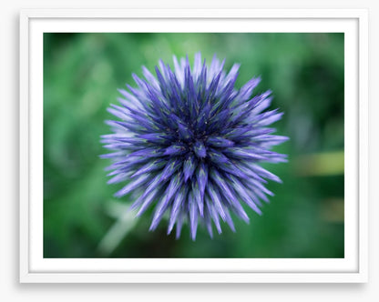Baffling bloom 3