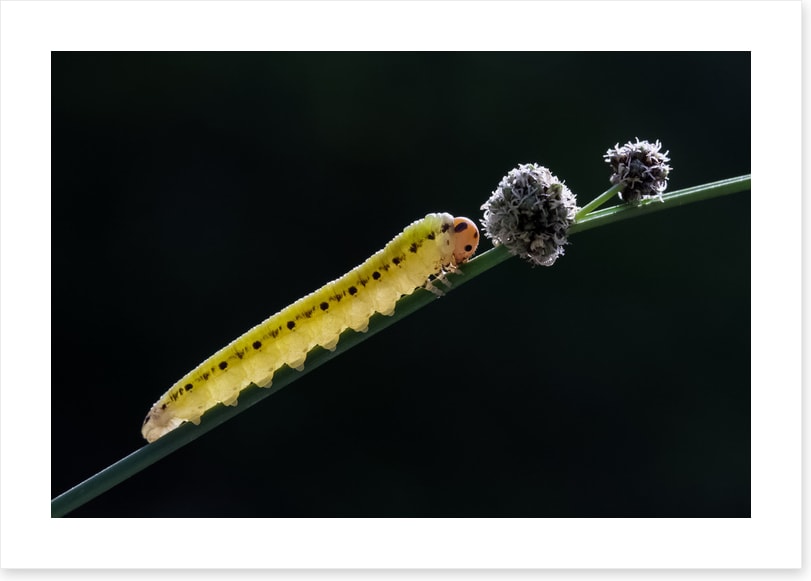 Insects