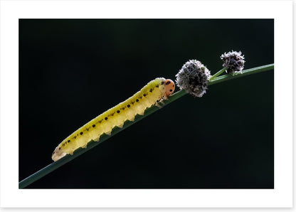 Insects
