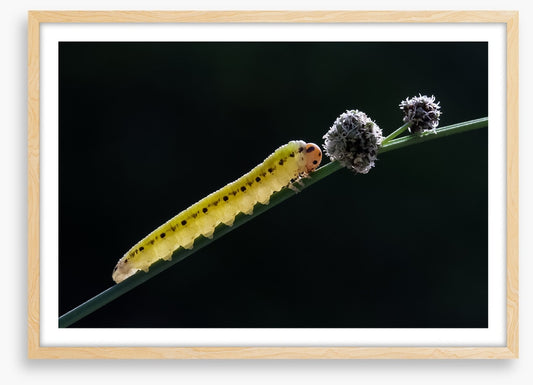Insects