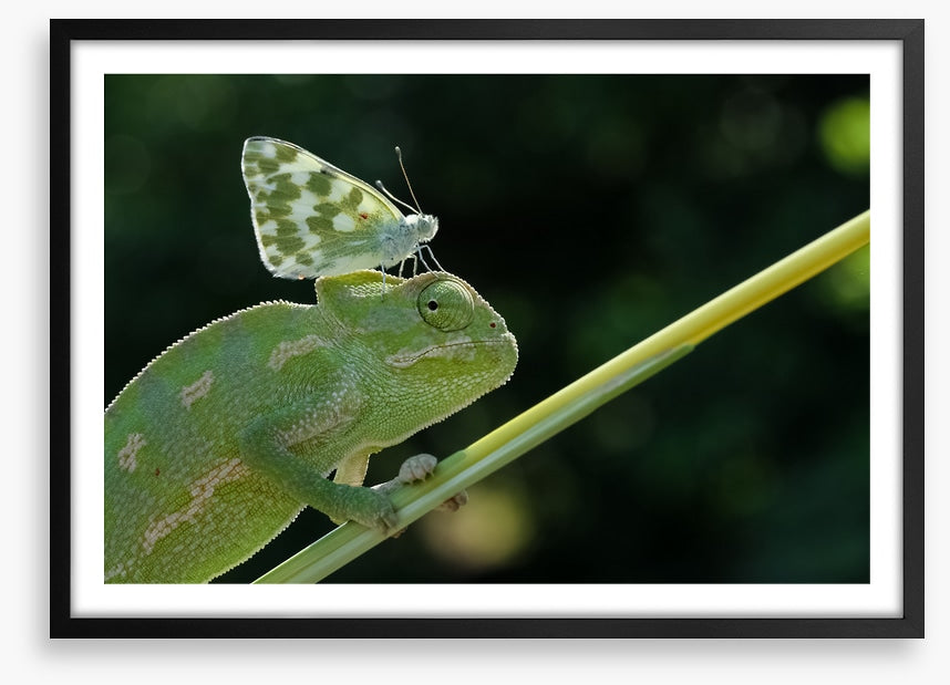 Reptiles / Amphibian