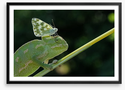 Reptiles / Amphibian