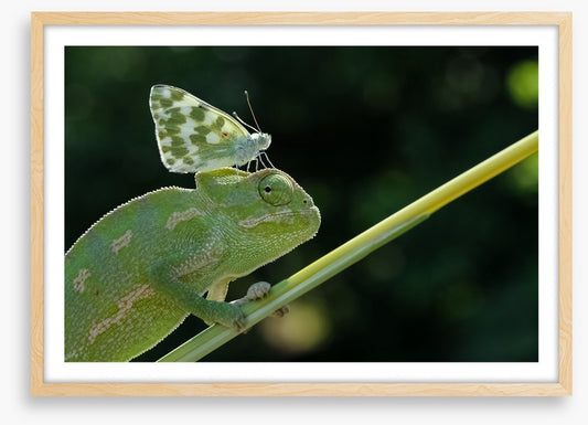 Reptiles / Amphibian