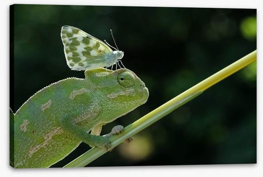 Reptiles / Amphibian