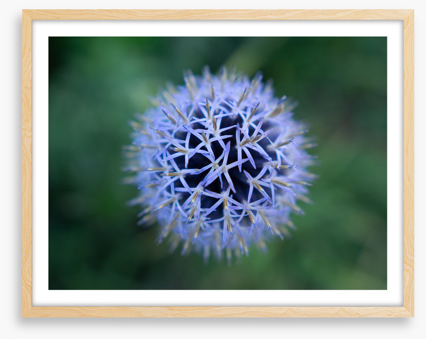 Baffling bloom 2