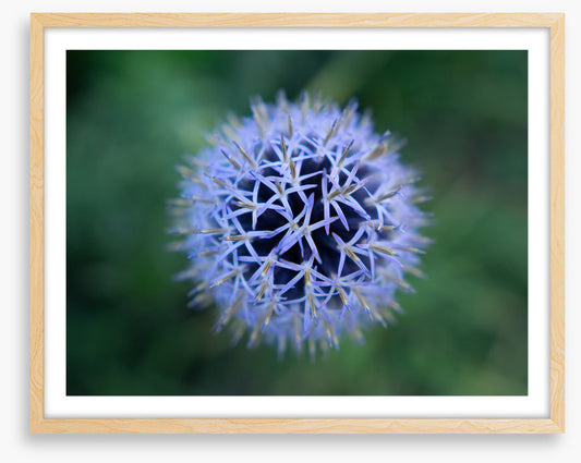Baffling bloom 2