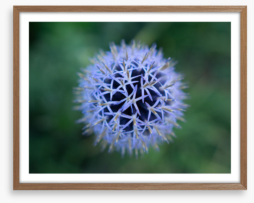 Baffling bloom 2