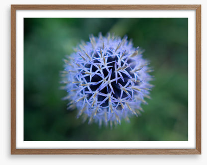 Baffling bloom 2