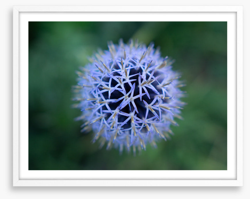 Baffling bloom 2