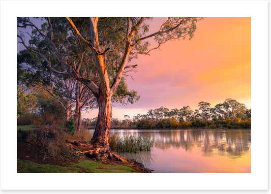 River gum sunset