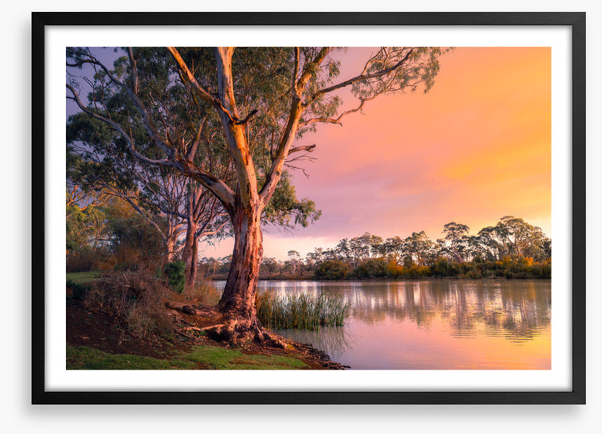 River gum sunset