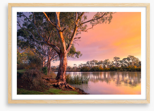 River gum sunset