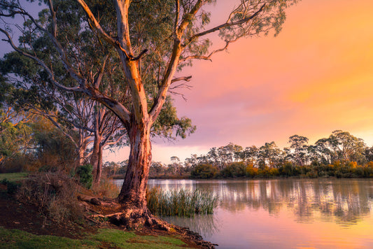 River gum sunset