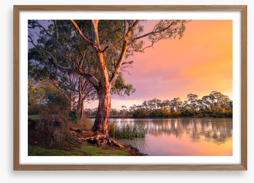 River gum sunset