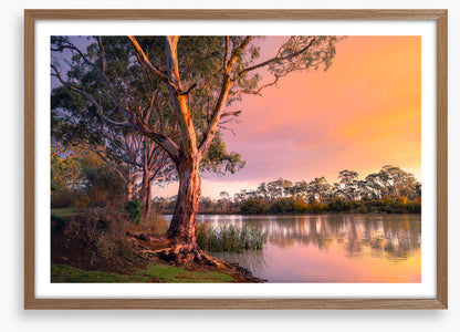 River gum sunset