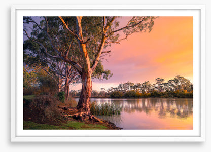 River gum sunset