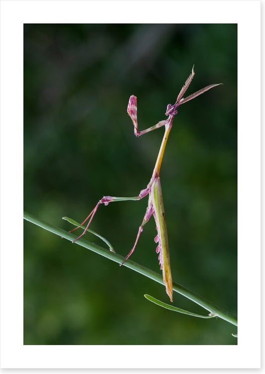 Insects