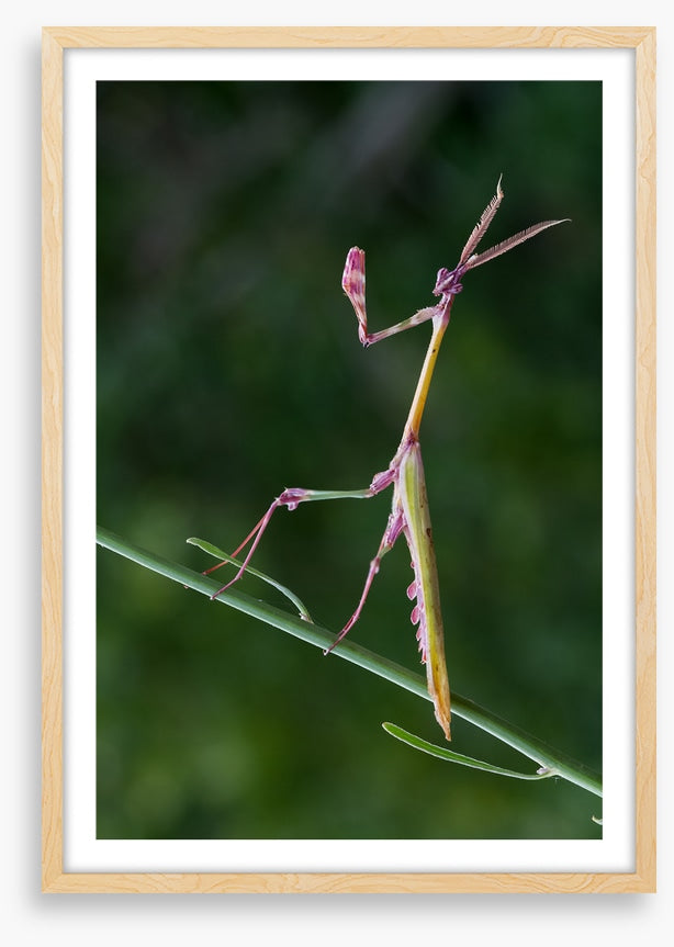 Insects