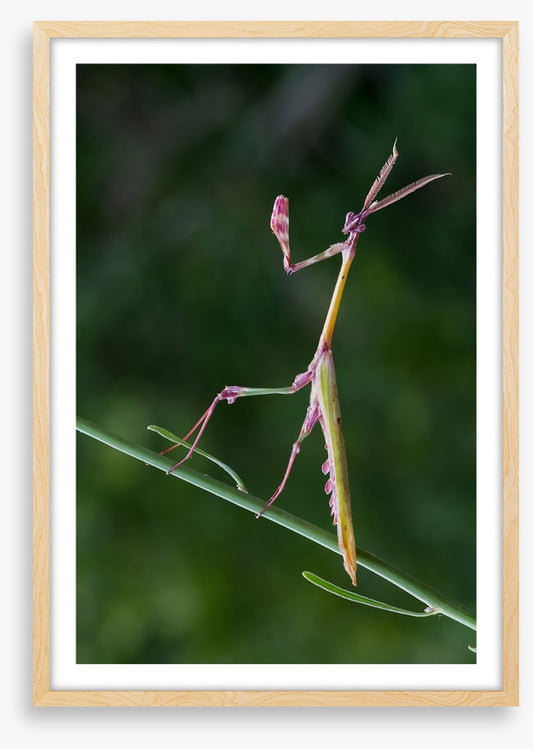 Insects
