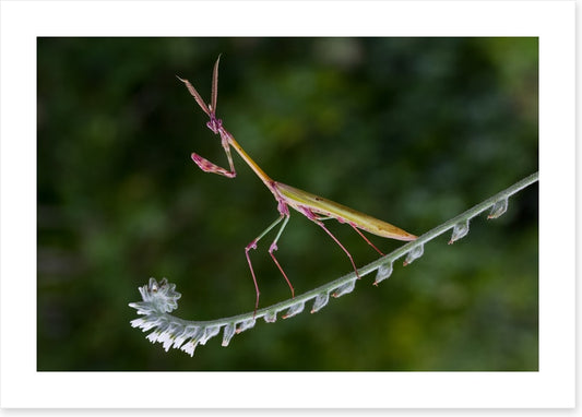 Insects