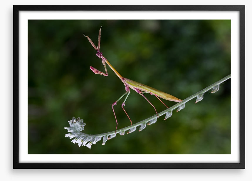 Insects