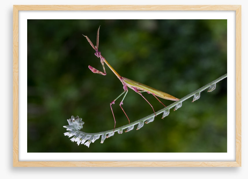 Insects