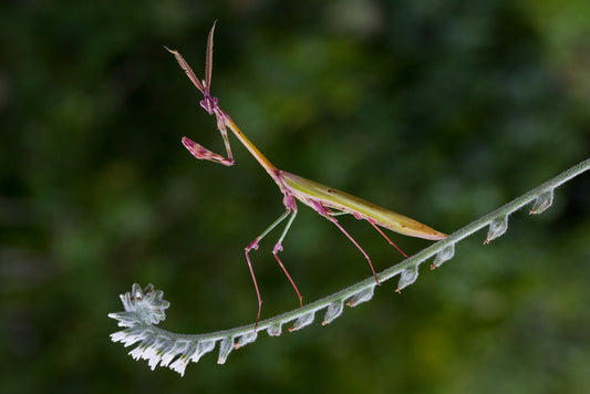 Insects