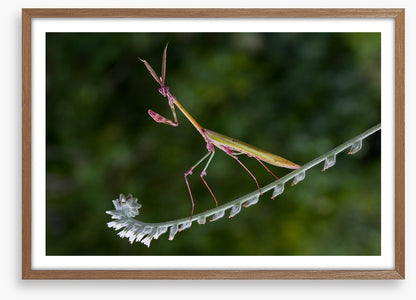 Insects