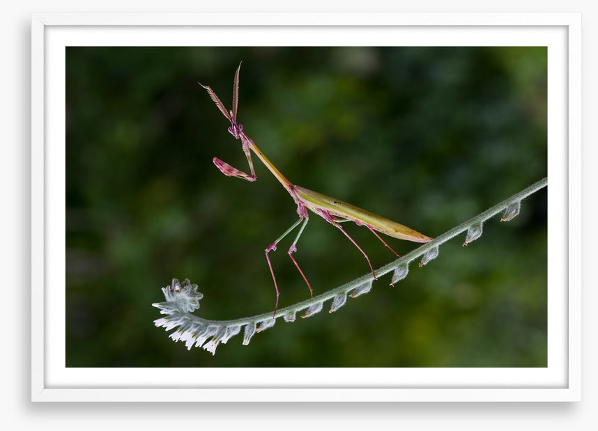 Insects