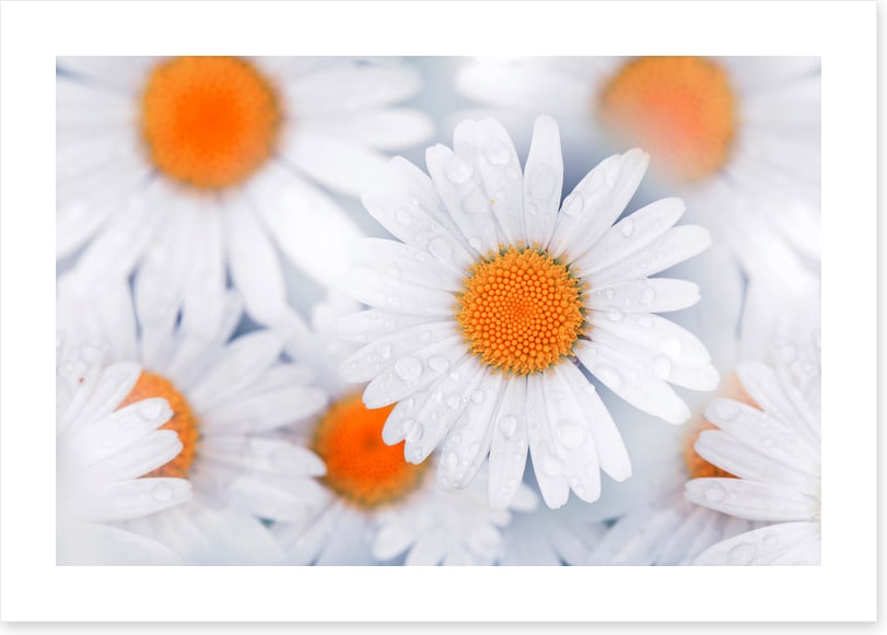 Daisy drops