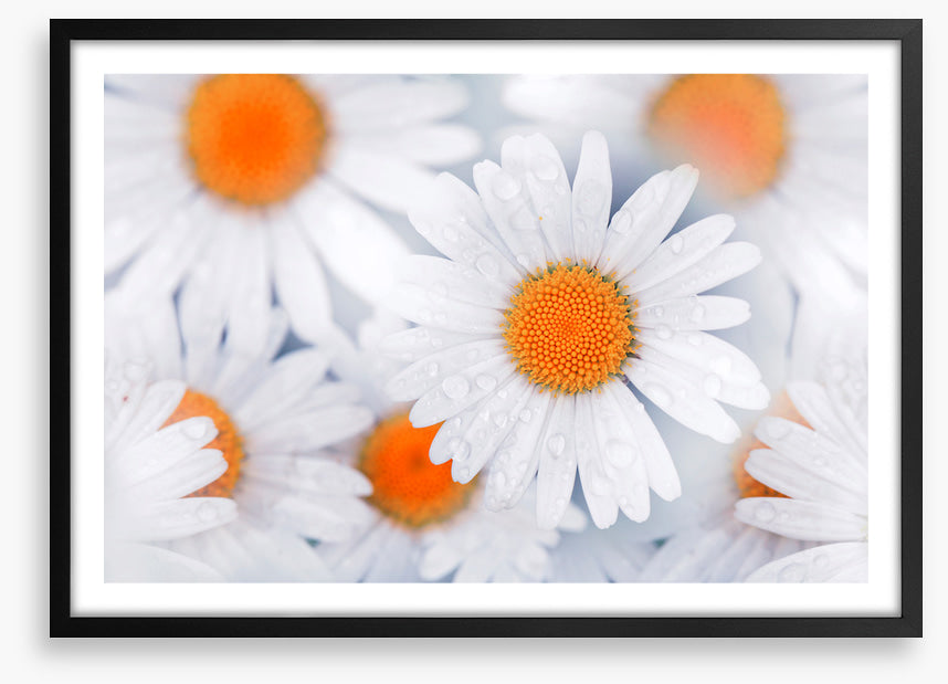Daisy drops