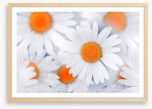 Daisy drops
