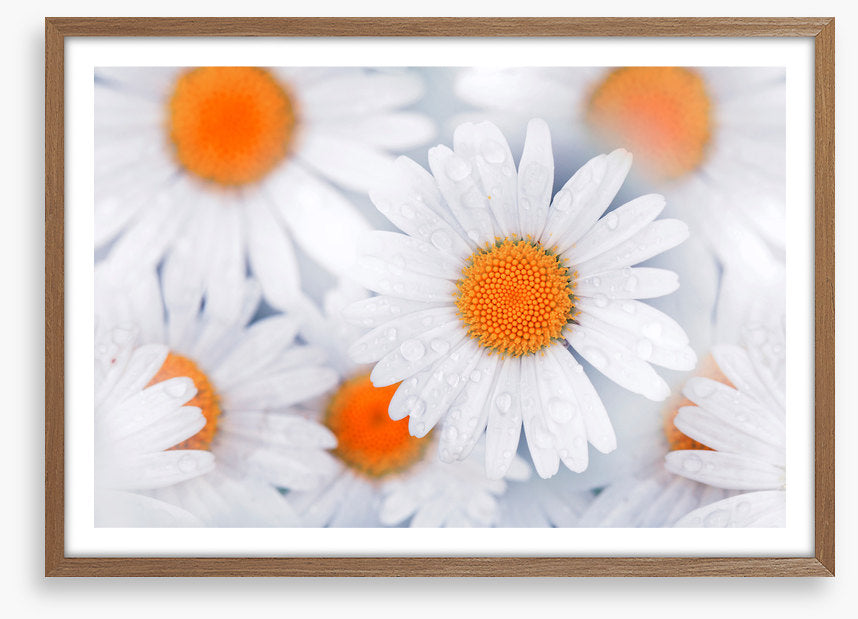 Daisy drops