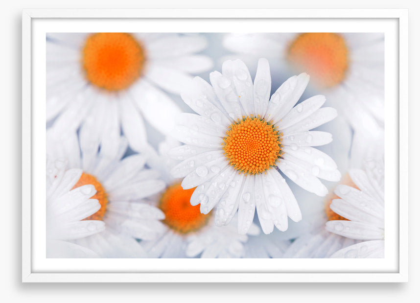 Daisy drops