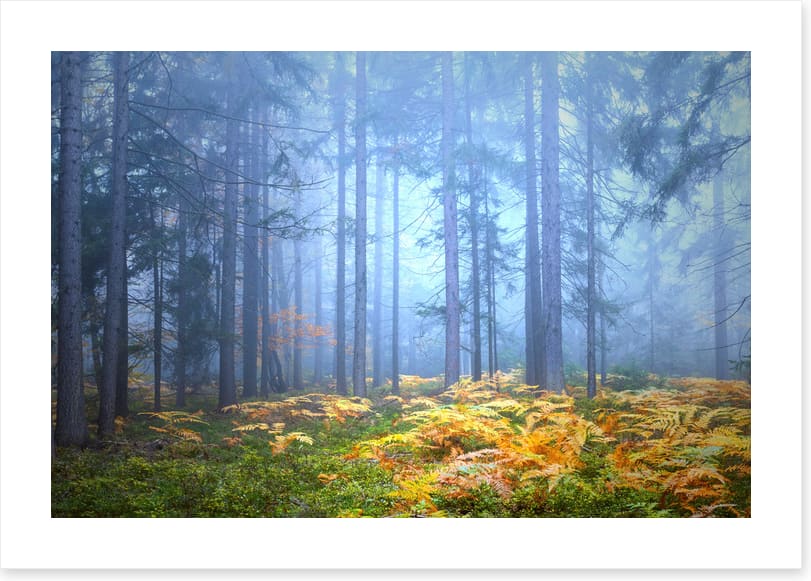 Golden fern forest